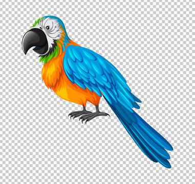 Colorful parrot on transparent background