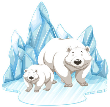Two polar bears on iceberg