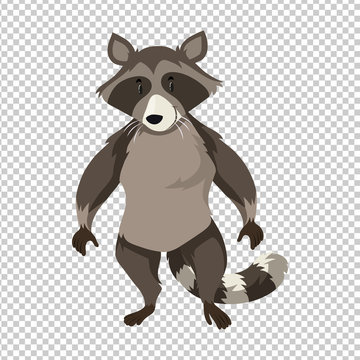 Raccoon standing on transparent background