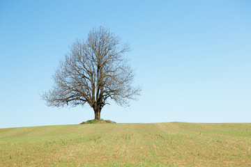 Obraz premium Big Lonely tree at field 
