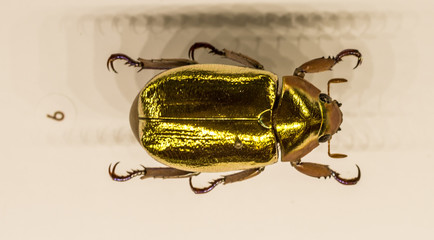 Insectarium