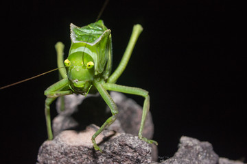 Pepe el grillo gigante