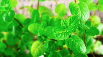 Aromatic raw green fresh mint  plant leaves background. Selective focus, close up, copy space image.