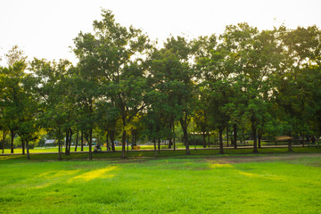 Fototapeta na wymiar Landscape green meadow tree at nature public park