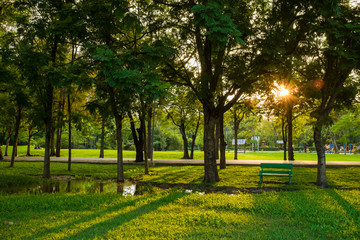 Landscape green meadow tree at nature public park
