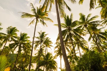 Kokosnussbaumhintergrundhimmelwolke in der Insel © themorningglory