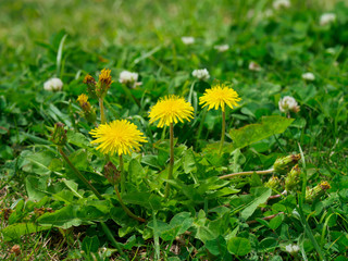 Dandelion
