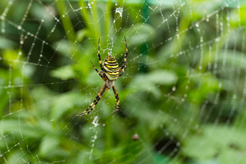 Spider