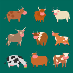 Fototapeta premium Bulls cows farm animal character vector illustration cattle mammal nature wild beef agriculture.