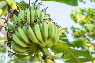 Bunch of ripe bananas on tree. Agricultural plantation a bunch growing in a tropical rain forest one of the famous tropical fruit in the world