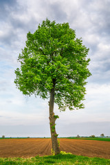 Naklejka premium Lonely tree on a field