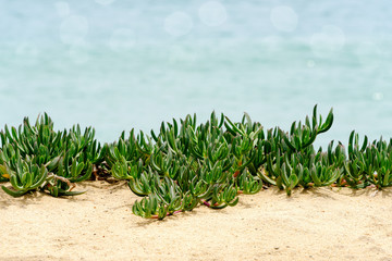 Green Ivy on Beach © Ruth P. Peterkin