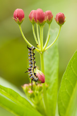 Plain Tiger Caterpillar