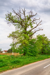 Naklejka premium Lonely tree on a field