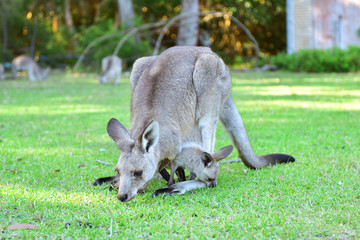 Kangarros in wild nature