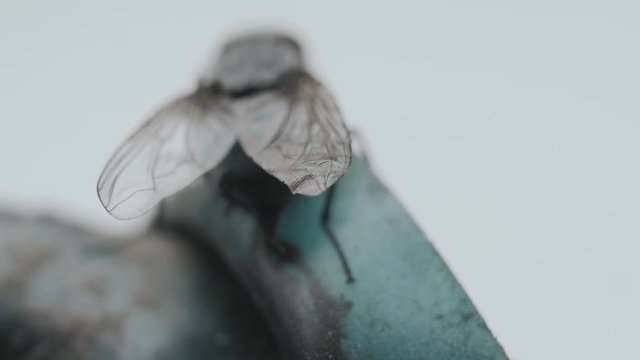 Fly housefly insect macro