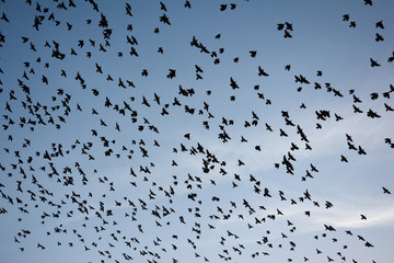 FLOCKING BEHAVIOR IN BIRDS