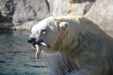 Polar Bear fish in mouth
