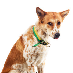 Thai Bangkaew Dog isolated on white studio background with clipping path