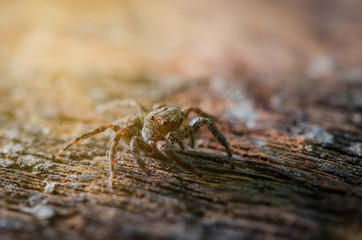 Macro Jumping spider vintage tone