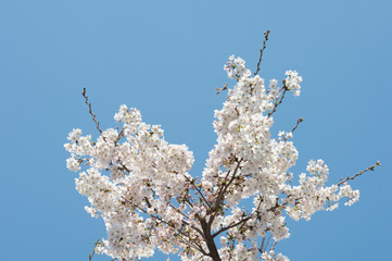 Beautiful cherry blossom sakura in spring time over blue sky.