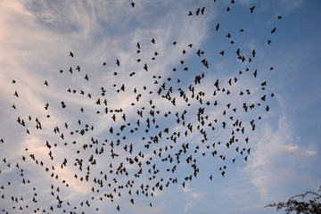 FLOCKING BEHAVIOR IN BIRDS