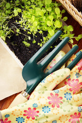 Gardening composition with green seedlings and garden tools