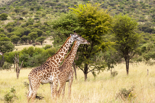 Giraffe in the Wild. Giraffes and other wildlife animals together affections in their grassland habit wilderness reserve terrain. 