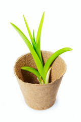 Green plant for transplanting in the peat pot isolated on white background