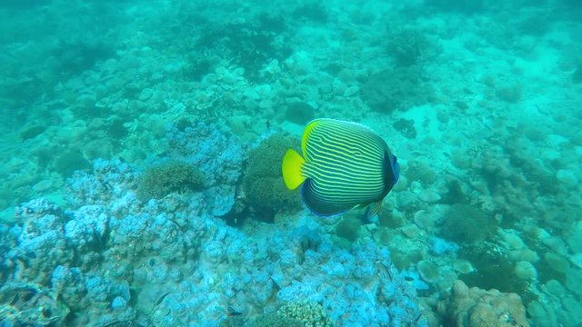 emperor angle fish in tropical sea under water