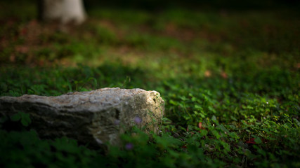 Fototapeta premium Green and Stone