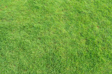 Fototapeta na wymiar Beautiful lawn background