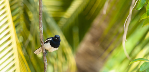 Asian magpie bird hold on branch