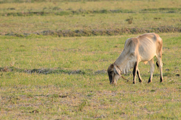 Cow asian eat meadow on field