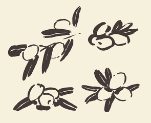 Set ink hand drawn olive tree branches vector