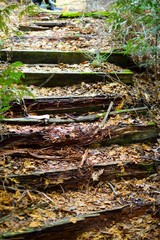 Fototapeta na wymiar Worn wooden steps in a forest