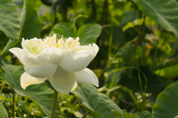 Obraz na płótnie Canvas Lotus flower bloom in lake