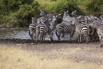 Zebra and foal  are on the move during the great migration  Serengeti national park  Area,...