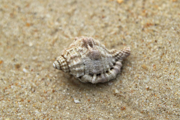 Travel to island Phi Phi, Thailand. Seashell on the sand beach.