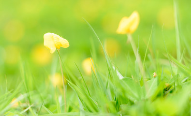 Yellow meadow flower on green grass natural background