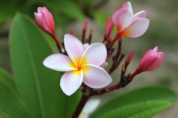 Travel to island Phi Phi, Thailand. White-yellow-pink  flowers of plumeria (frangipani ) on the branch in the park.