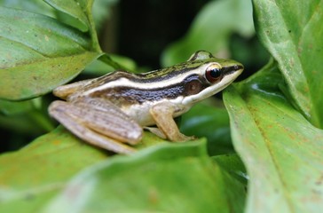 Frog on green leaf