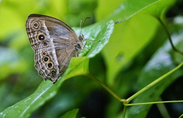 Butterfly on green leaf