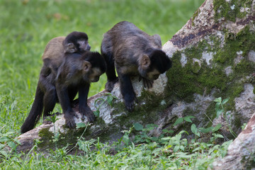 Family of monkeys walking on the grass