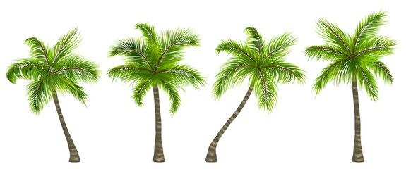Set Realistic Palm Trees Isolated on White Background - obrazy, fototapety, plakaty