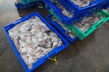 Squid in baskets at port