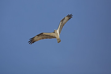 Osprey soaring over Fort De Soto Park, St. Petersburg, Florida.