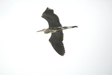 Great blue heron soaring over Fort De Soto Park, Florida.