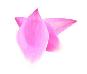 Lotus flower on a white background