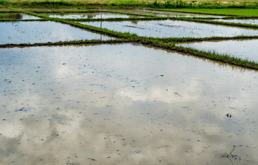 Empty paddy field